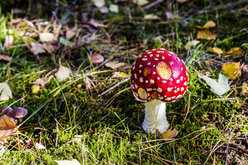 very toxic, but pretty mushrooms growing on the edge of the forest