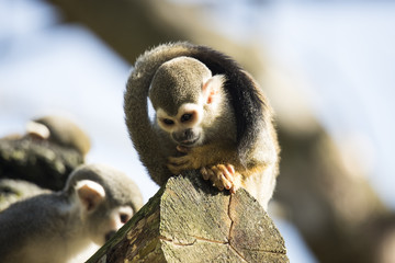 Squirrel monkey sitting on treetrunk