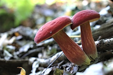 Autumn mushrooms in a natural forest environment.Beautiful mushrooms on a natural forest background.