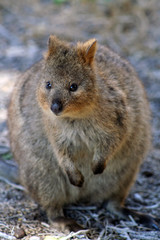 Quokka, Rottnest Island, Western Australia