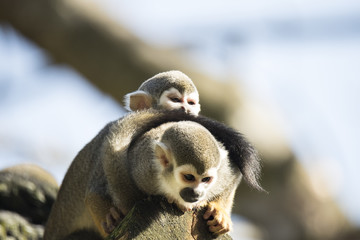 Squirrel monkey with baby
