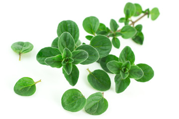 Rametto di origano