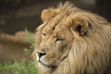 Lion headshot
