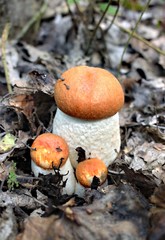 Autumn mushrooms in a natural forest environment.Beautiful mushrooms on a natural forest background.