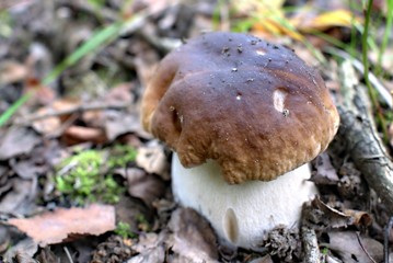 Autumn mushrooms in a natural forest environment.Beautiful mushrooms on a natural forest background.
