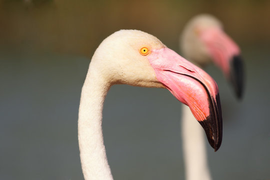 Detail of beautiful rose head greater flamingo (Phoenicopterus roseus)
