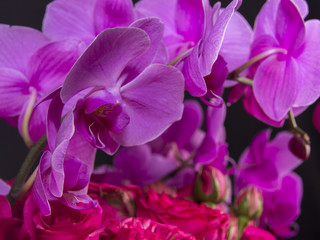 Fototapeta na wymiar Hot Pink Orchids