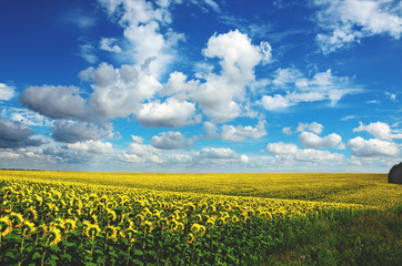 Sunflowers growing in agricultural field.Summer countryside landscape 