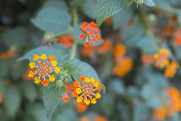 Dettaglio di fiori dai petali di colore giallo e rosso. 