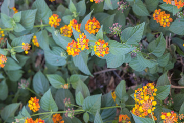 Dettaglio di fiori dai petali di colore giallo e rosso. 