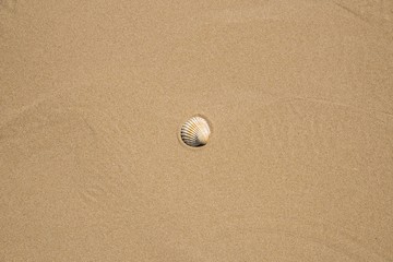 Conchiglie sulla spiaggia