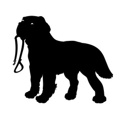 Silhouette of a Dog (Saint Bernard) holding a leash, on a white background.