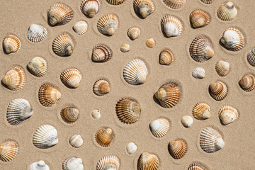 Conchiglie sulla spiaggia
