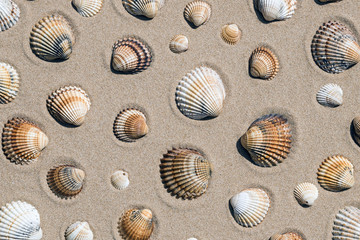 Conchiglie sulla spiaggia
