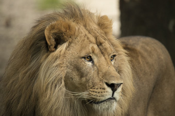 Plakat Lion, headshot