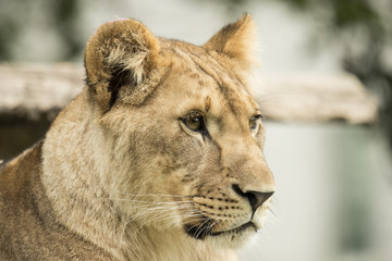 Fototapeta premium Lioness, headshot