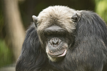 Old Chimpanzee, closeup