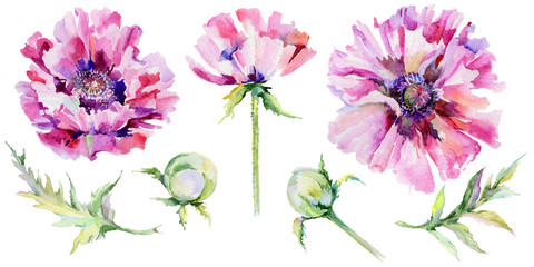 Wildflower poppy flower in a watercolor style isolated. Full name of the plant: pink poppy. Aquarelle wild flower for background, texture, wrapper pattern, frame or border.