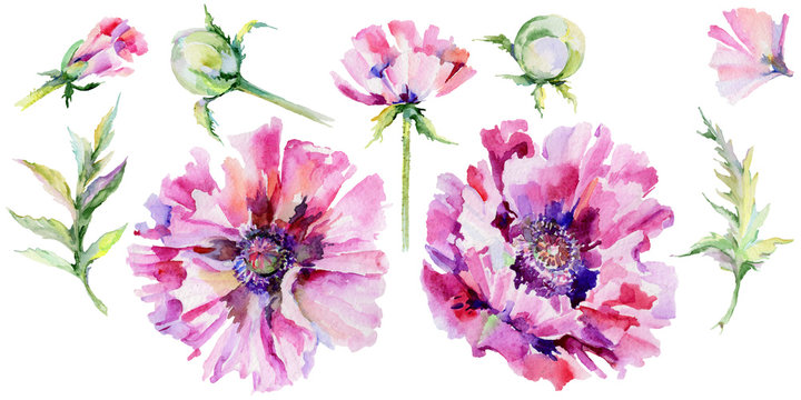 Wildflower poppy flower in a watercolor style isolated. Full name of the plant: pink poppy. Aquarelle wild flower for background, texture, wrapper pattern, frame or border.