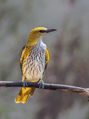 a beautiful exotic bird with bright yellow plumage sitting on a tree branch