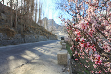 Blossom in Pakistan 