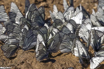 butterflies are cabbage butterflies during the breeding season.