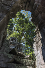 Ruins of Ta Prohm Temple, Angkor Archaeological Park, Krong Siem Reap, Siem Reap, Cambodia