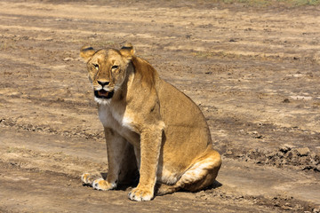 The lazy lioness.  Sandy savanna of Serengeti, Tanzania