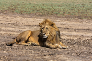 The lazy lion. on the ground.  Sandy savanna of Serengeti, Tanzania
