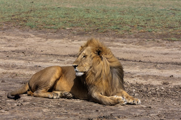 Lion resting on the ground.  Serengeti, Tanzania