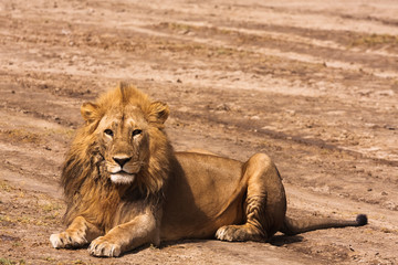 Lion resting on the ground in sandy savanna of Serengeti, Tanzania