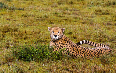 Cheetah resting. Serengeti, Tanzania