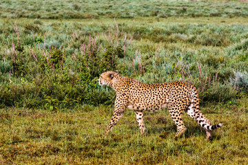 The cheetah hunting. Ndutu, Serengeti, Tanzania