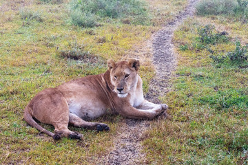 The lazy lioness on the ground. Sandy savanna of Serengeti, Tanzania
