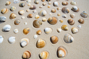 Conchiglie sulla spiaggia
