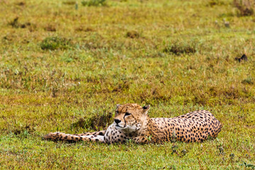Fototapeta na wymiar Cheetah resting on the grass. Serengeti, Tanzania
