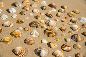 Conchiglie sulla spiaggia
