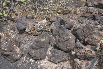 Rocky lichen