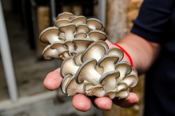 harvest of oyster mushrooms