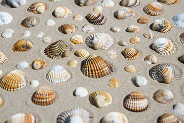 Conchiglie sulla spiaggia
