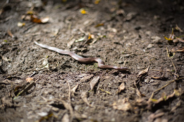 Close-up of viper in outdoor (vipera berus)