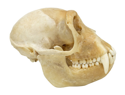 Animal skull isolated on white