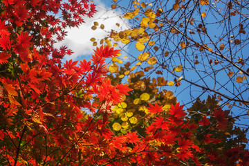 Autumn in Japan