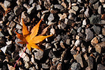 Autumn in Japan