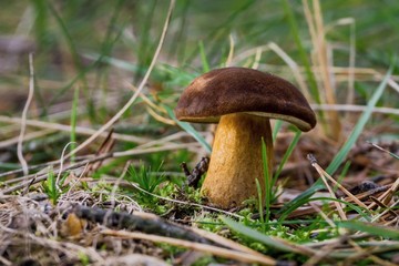 Single edible boletus grows from moss