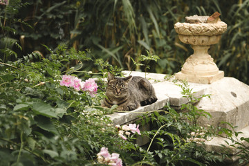 cat relaxing on banister in a wild garden