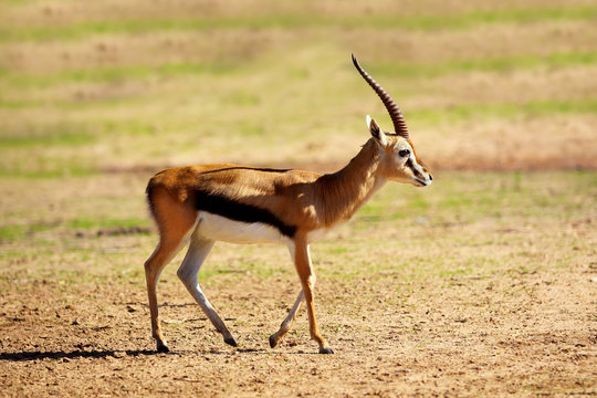 Thomson's gazelle (Eudorcas thomsonii)