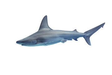 Shark isolated on white background