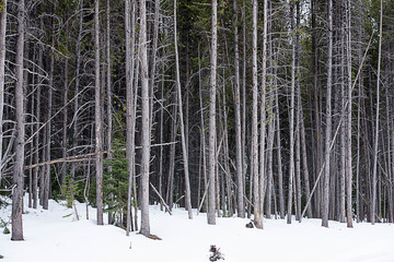 Pine forest