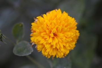 Thinleaf sunflower (Helianthus decapetalus)